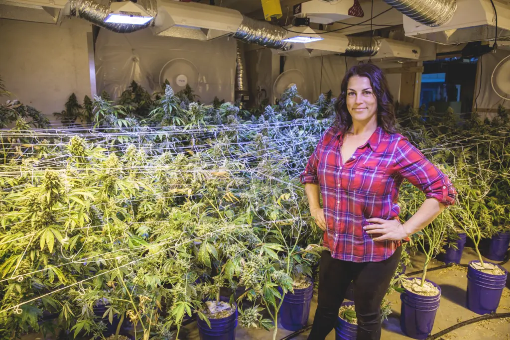 Cannabis Industry Snapshot