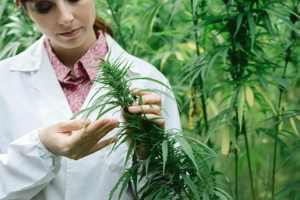 Cannabis Health Masterclass Navigating Specific Conditions