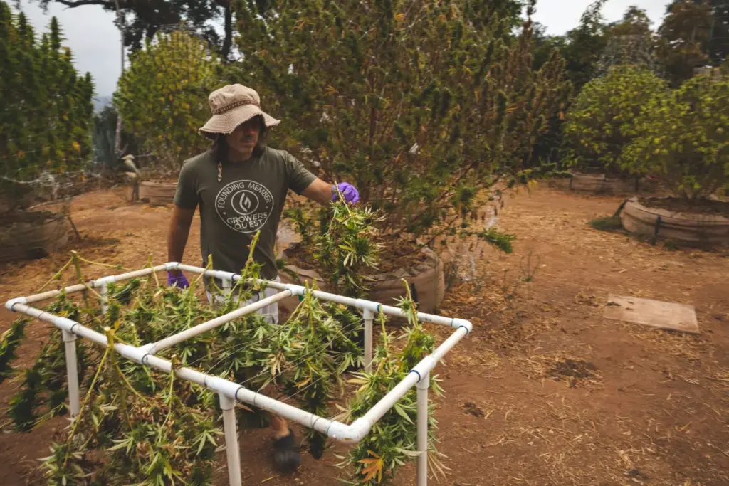 Harvesting Drying and Curing Masterclass